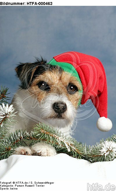 Parson Russell Terrier zu Weihnachten / PRT at christmas / HTFA-000463