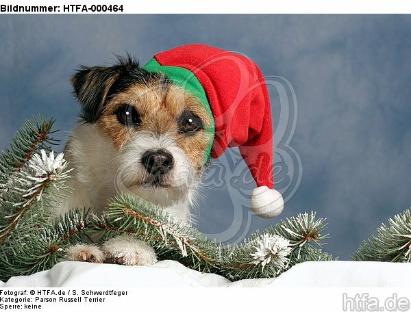 Parson Russell Terrier zu Weihnachten / PRT at christmas / HTFA-000464