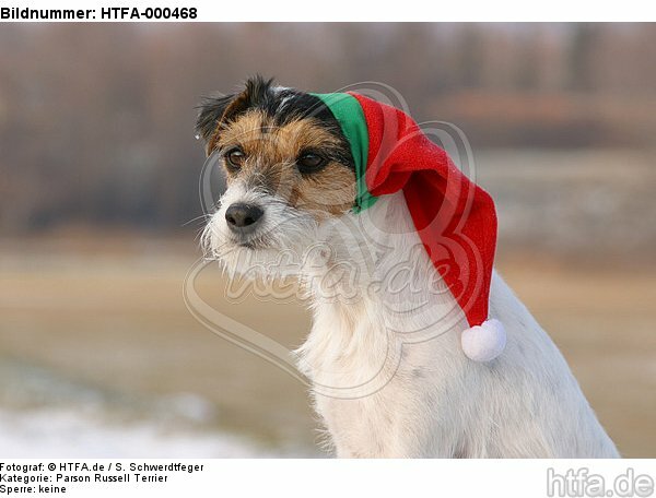 Parson Russell Terrier zu Weihnachten / PRT at christmas / HTFA-000468