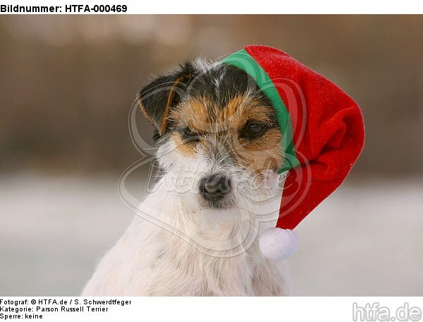 Parson Russell Terrier zu Weihnachten / PRT at christmas / HTFA-000469