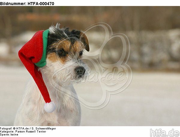 Parson Russell Terrier zu Weihnachten / PRT at christmas / HTFA-000470