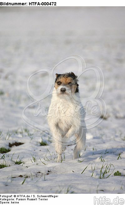 rennender Parson Russell Terrier im Schnee / running PRT in snow / HTFA-000472