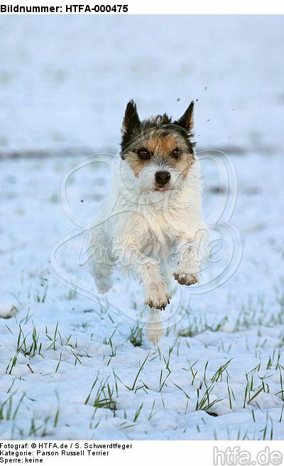 rennender Parson Russell Terrier im Schnee / running PRT in snow / HTFA-000475
