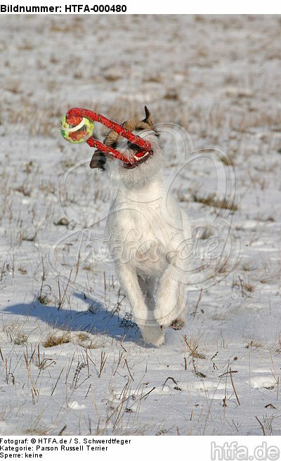 Parson Russell Terrier spielt im Schnee / playing PRT in snow / HTFA-000480