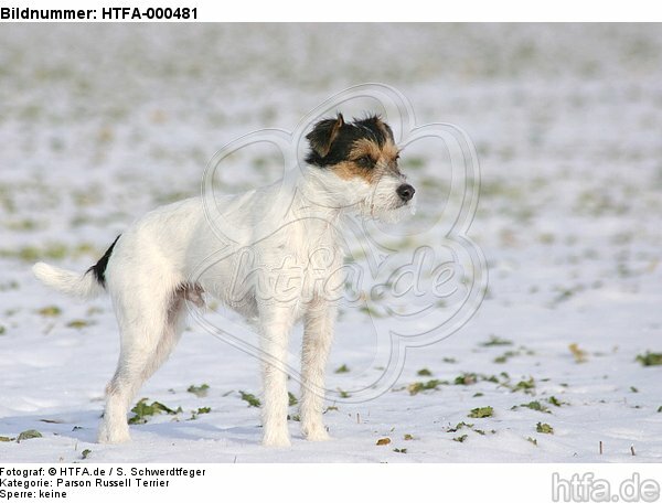 Parson Russell Terrier im Schnee / PRT in snow / HTFA-000481