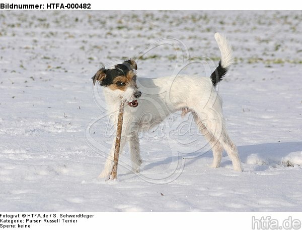 Parson Russell Terrier im Schnee / PRT in snow / HTFA-000482