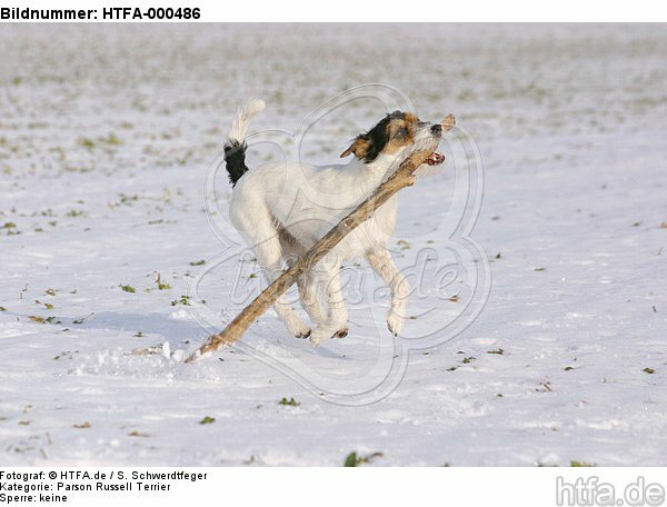 Parson Russell Terrier spielt im Schnee / playing PRT in snow / HTFA-000486