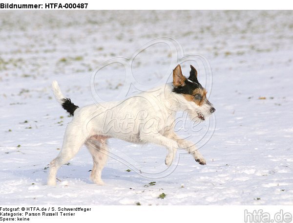 Parson Russell Terrier rennt durch den Schnee / running PRT in snow / HTFA-000487