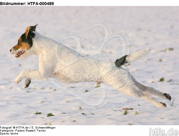 Parson Russell Terrier rennt durch den Schnee / running PRT in snow / HTFA-000489