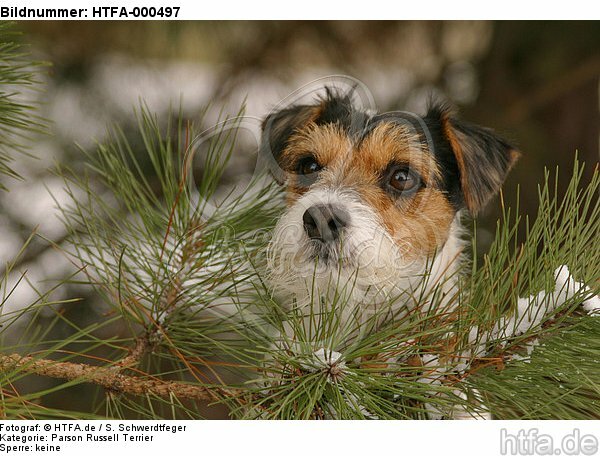 Parson Russell Terrier Portrait / HTFA-000497