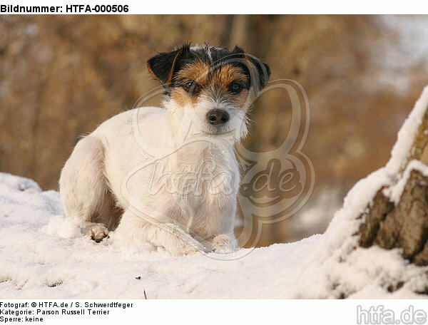 liegender Parson Russell Terrier im Schnee / lying prt in snow / HTFA-000506
