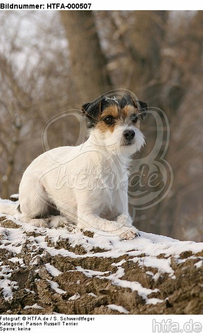 liegender Parson Russell Terrier im Schnee / lying prt in snow / HTFA-000507
