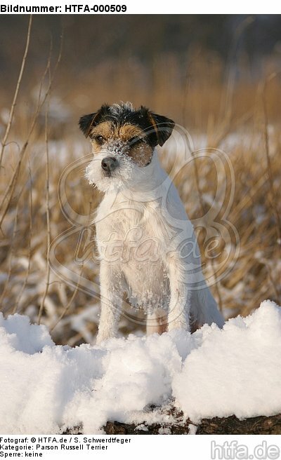 stehender Parson Russell Terrier bei Baumstamm / standing prt at trunk / HTFA-000509