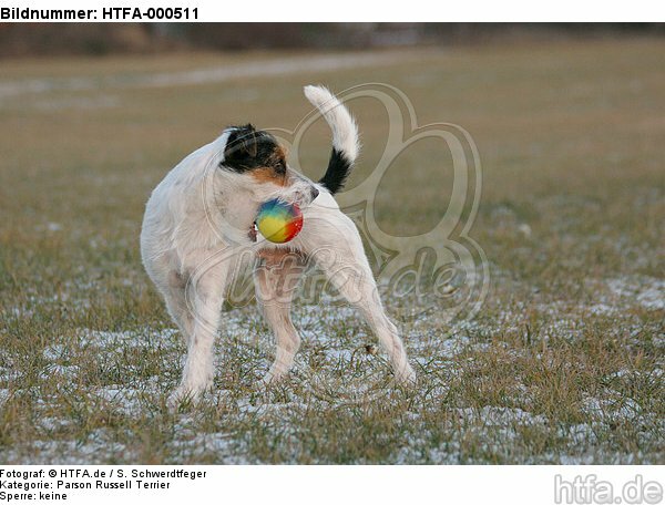 Parson Russell Terrier mit Ball / prt with ball / HTFA-000511