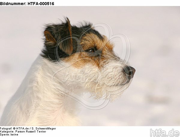 Parson Russell Terrier Portrait / HTFA-000516