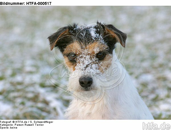 Parson Russell Terrier Portrait / HTFA-000517