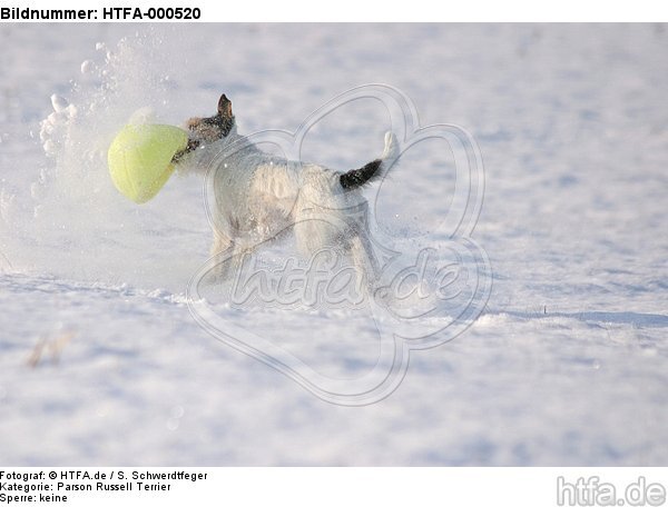 spielender Parson Russell Terrier im Schnee / playing prt in snow / HTFA-000520