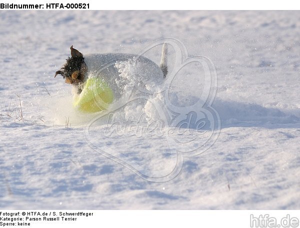 spielender Parson Russell Terrier im Schnee / playing prt in snow / HTFA-000521