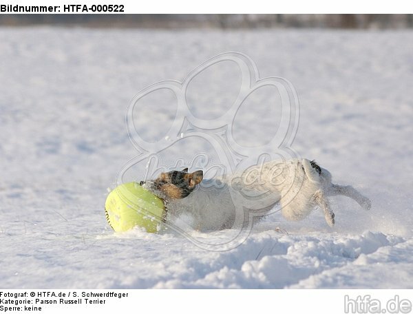 spielender Parson Russell Terrier im Schnee / playing prt in snow / HTFA-000522