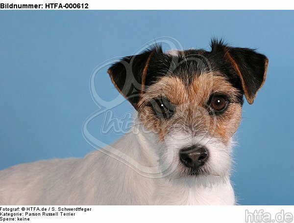 Parson Russell Terrier Portrait / HTFA-000612