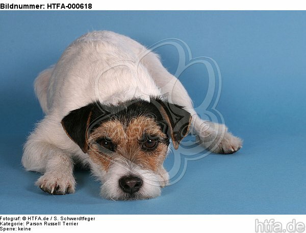 liegender Parson Russell Terrier / lying prt / HTFA-000618