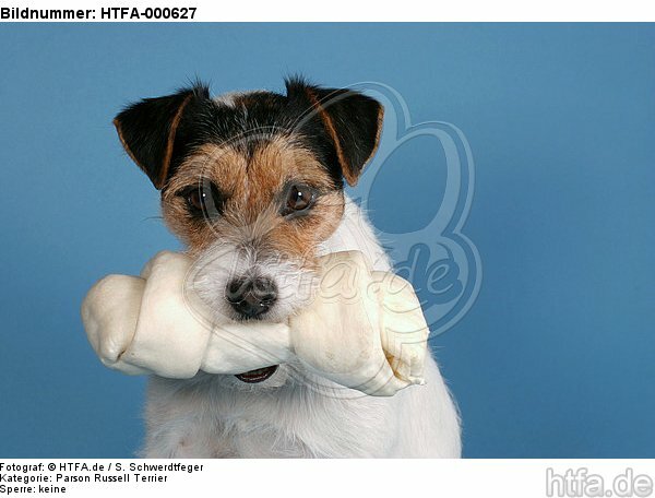 Parson Russell Terrier mit Kauknochen / prt with bone / HTFA-000627