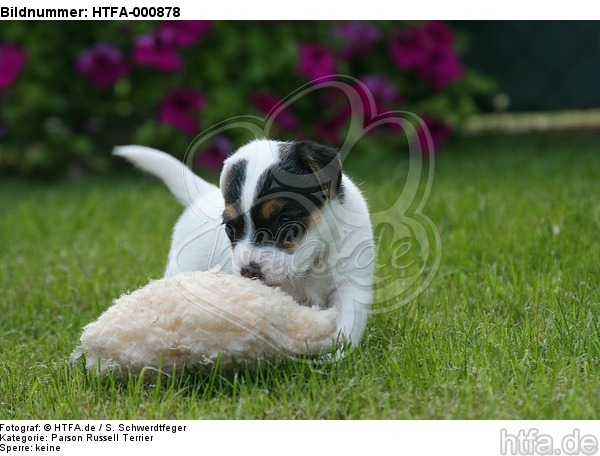 Parson Russell Terrier Welpe / parson russell terrier puppy / HTFA-000878