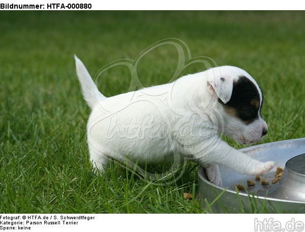 Parson Russell Terrier Welpe / parson russell terrier puppy / HTFA-000880