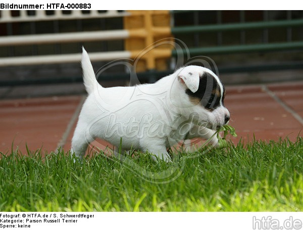 Parson Russell Terrier Welpe / parson russell terrier puppy / HTFA-000883