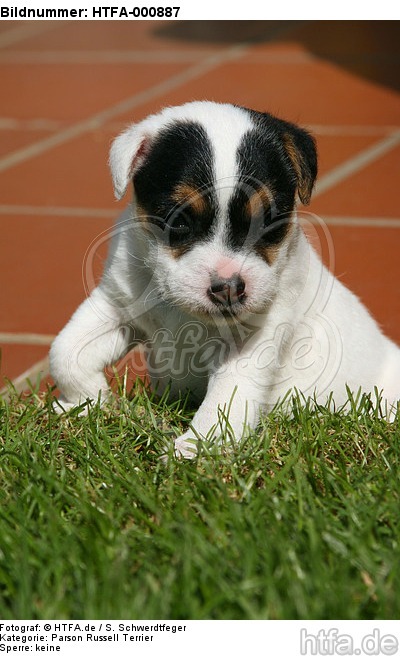 Parson Russell Terrier Welpe / parson russell terrier puppy / HTFA-000887
