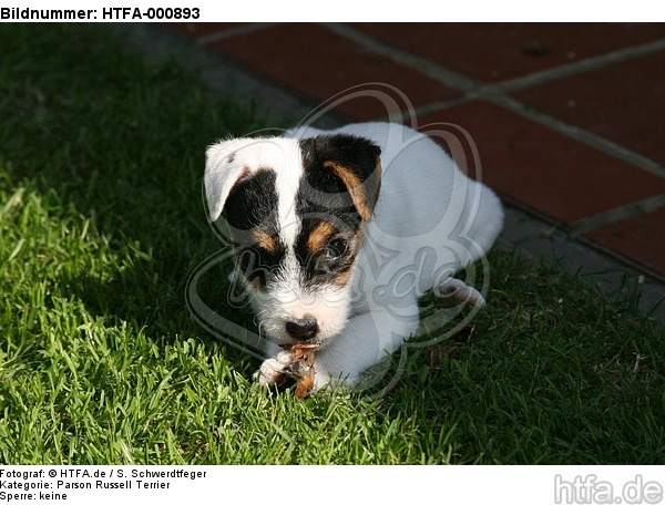 Parson Russell Terrier Welpe / parson russell terrier puppy / HTFA-000893