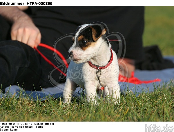 stehender Parson Russell Terrier Welpe / standing PRT puppy / HTFA-000895