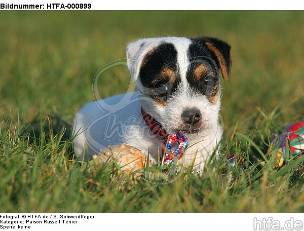 spielender Parson Russell Terrier Welpe / playing PRT puppy / HTFA-000899