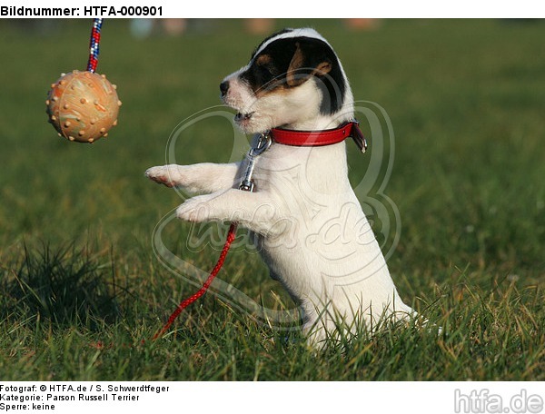 spielender Parson Russell Terrier Welpe / playing PRT puppy / HTFA-000901