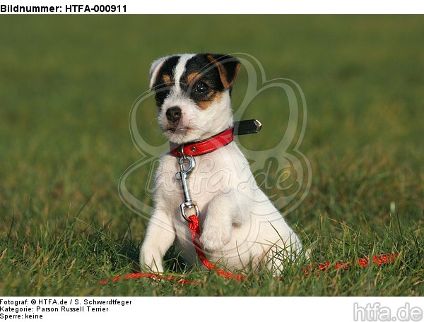 sitzender Parson Russell Terrier Welpe / sitting PRT puppy / HTFA-000911