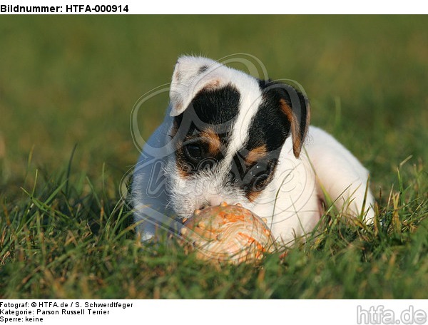liegender Parson Russell Terrier Welpe / lying PRT puppy / HTFA-000914