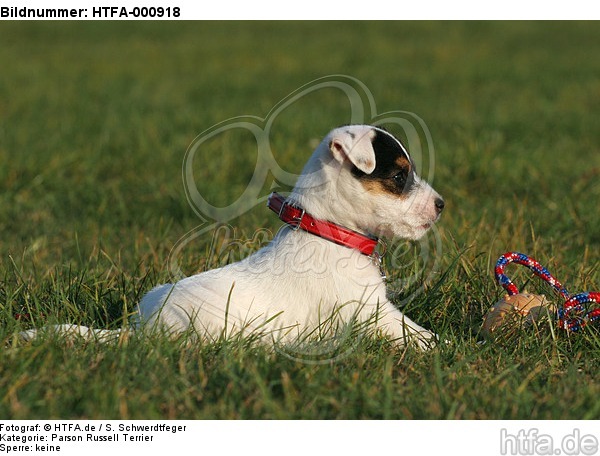 liegender Parson Russell Terrier Welpe / lying PRT puppy / HTFA-000918