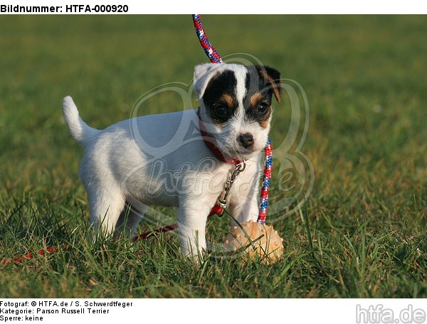 stehender Parson Russell Terrier Welpe / standing PRT puppy / HTFA-000920