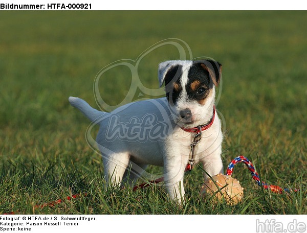 stehender Parson Russell Terrier Welpe / standing PRT puppy / HTFA-000921