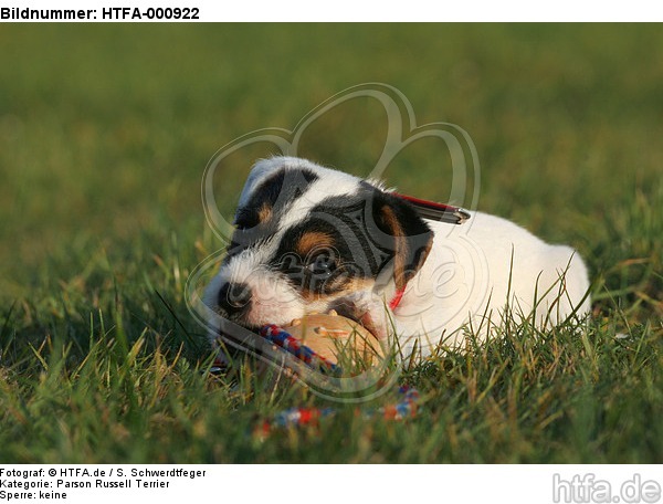 spielender Parson Russell Terrier Welpe / playing PRT puppy / HTFA-000922