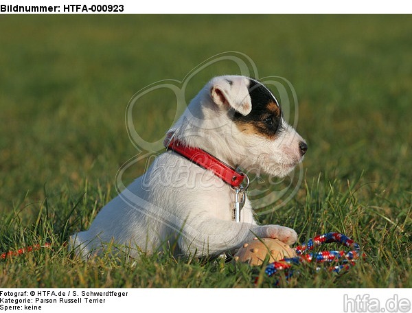 liegender Parson Russell Terrier Welpe / lying PRT puppy / HTFA-000923