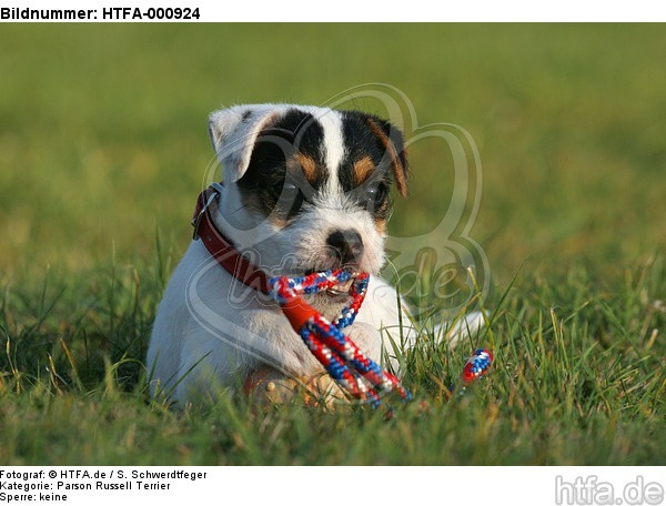 spielender Parson Russell Terrier Welpe / playing PRT puppy / HTFA-000924