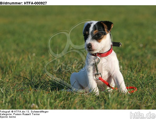 sitzender Parson Russell Terrier Welpe / sitting PRT puppy / HTFA-000927