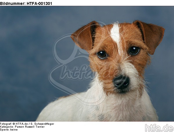 Parson Russell Terrier / HTFA-001301