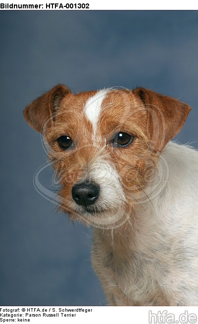 Parson Russell Terrier / HTFA-001302