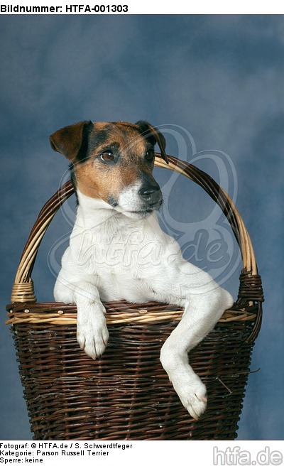 Parson Russell Terrier / HTFA-001303