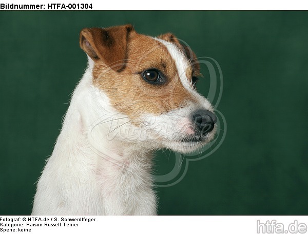 Parson Russell Terrier / HTFA-001304