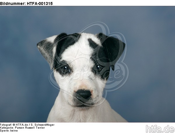 Parson Russell Terrier / HTFA-001315