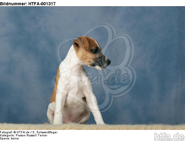Parson Russell Terrier / HTFA-001317