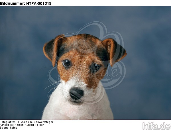 Parson Russell Terrier / HTFA-001319